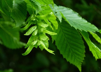Gewöhnliche Hainbuche (Carpinus betulus L.) - © Karoline Kreimer-Hartmann